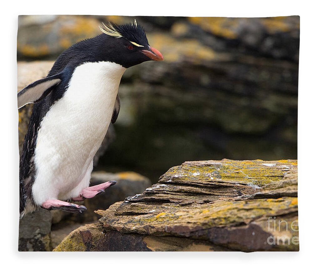 Southern Rockhopper Penguin Fleece Blanket featuring the photograph Rockhopper Penguin #4 by John Shaw