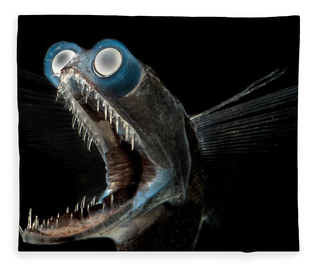 Telescopefish Gigantura Sp Fleece Blanket by Dante Fenolio - Pixels