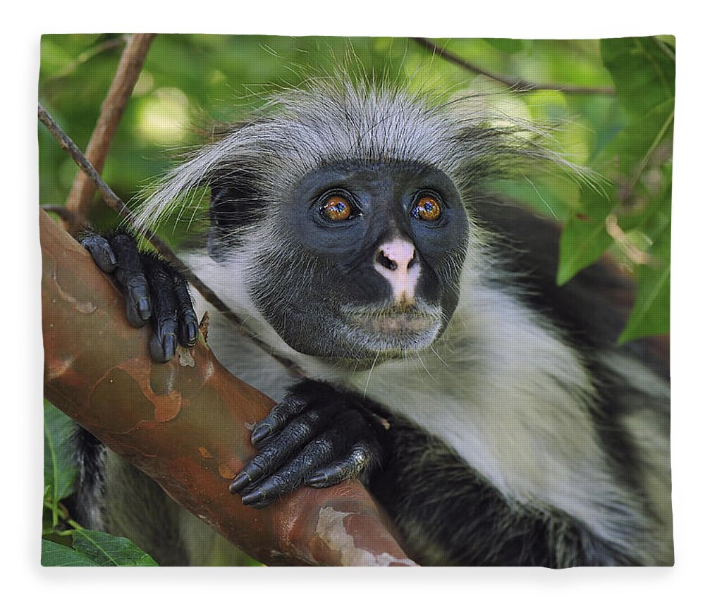 Thomas Marent Fleece Blanket featuring the photograph Zanzibar Red Colobus Monkey by Thomas Marent