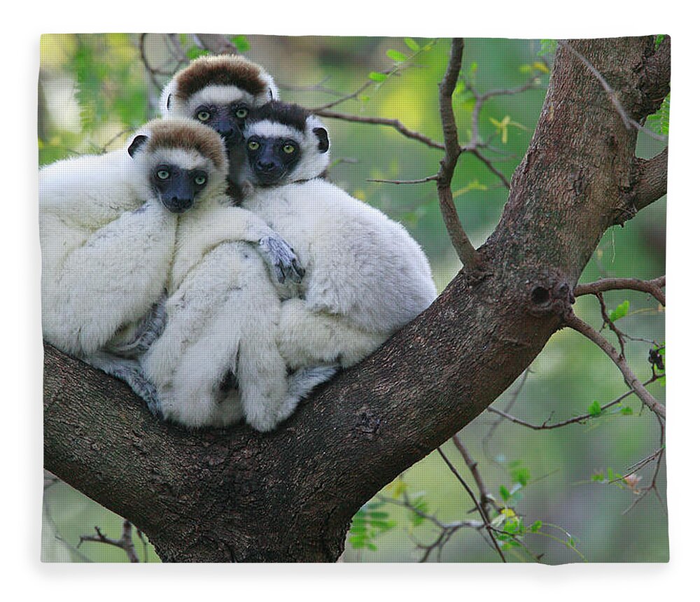 Jh Fleece Blanket featuring the photograph Verreauxs Sifakas Cuddling by Cyril Ruoso