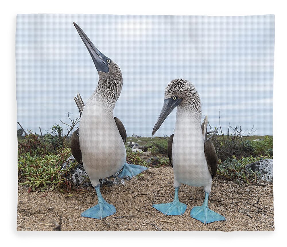 531676 Fleece Blanket featuring the photograph Blue-footed Booby Courtship Dance by Tui De Roy