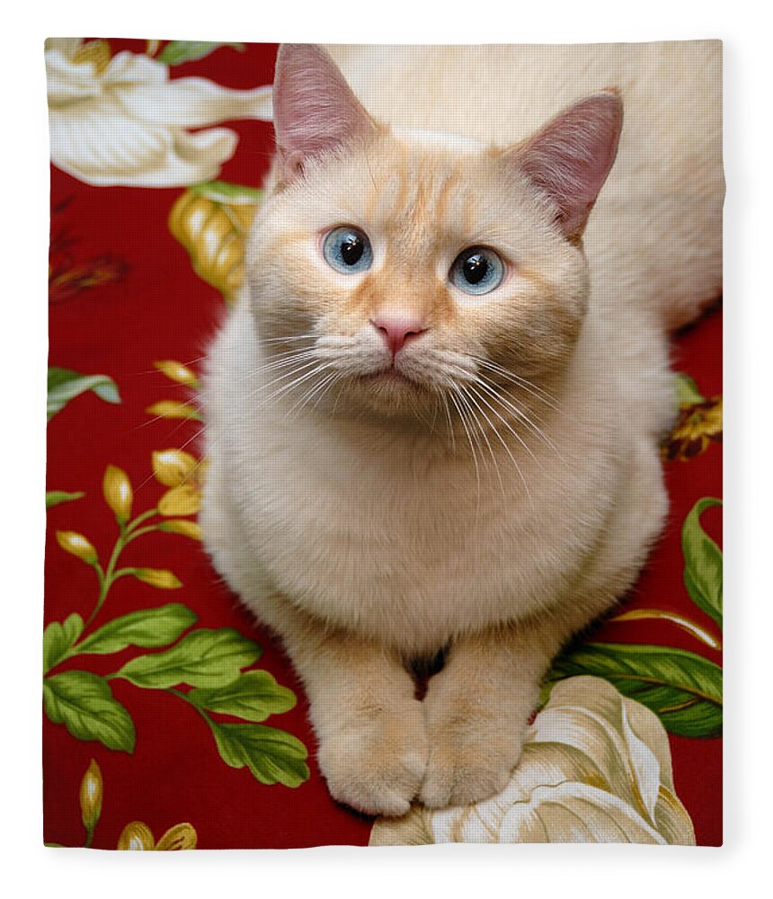 Blue Eyes Fleece Blanket featuring the photograph Flame Point Siamese Cat #6 by Amy Cicconi