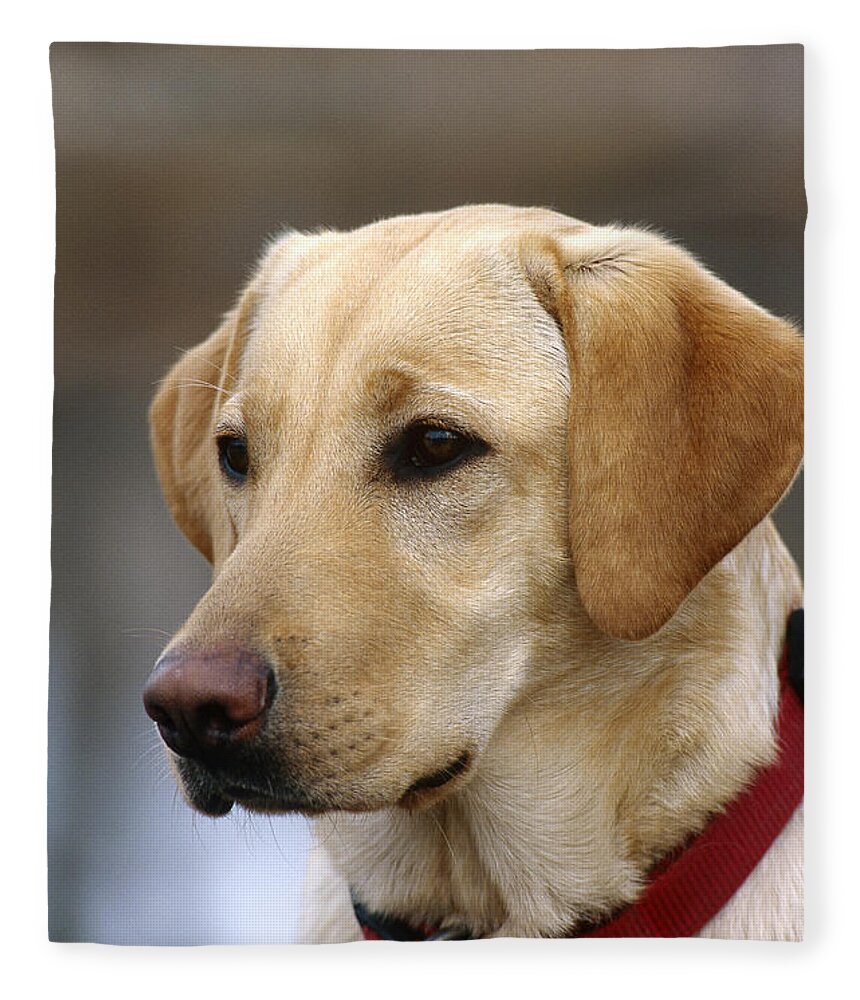 Animal Fleece Blanket featuring the photograph Yellow Labrador Retriever #7 by William H. Mullins