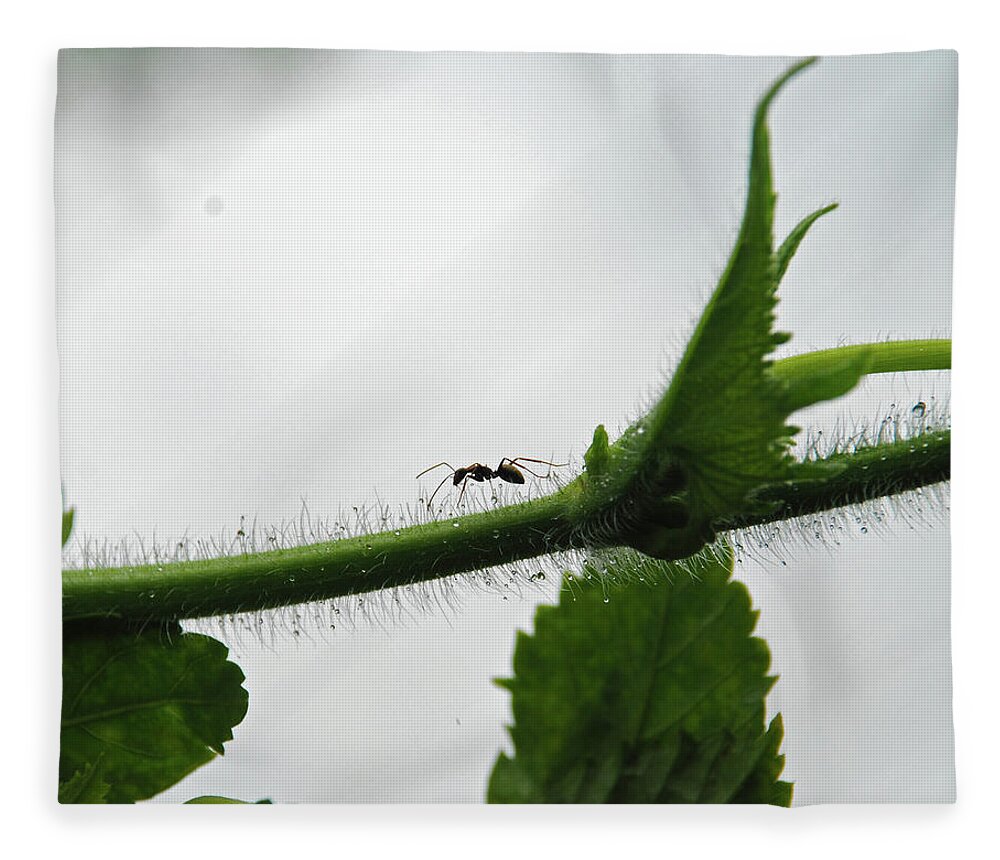 Insect Fleece Blanket featuring the photograph A Bugs Life by Gopan G Nair