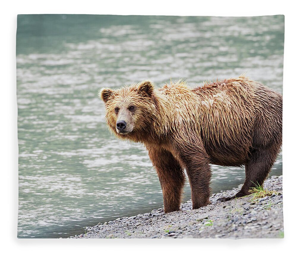 Brown Bear Fleece Blanket featuring the photograph A Coastal Brown Bear Sow Stands On A by John Delapp / Design Pics
