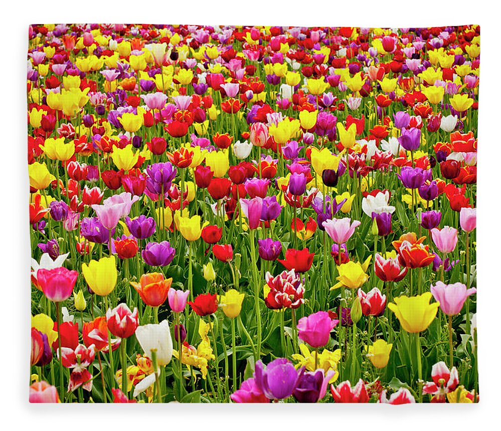 Flowerbed Fleece Blanket featuring the photograph A Field Of Colorful Tulips In Spring by Steve Bly