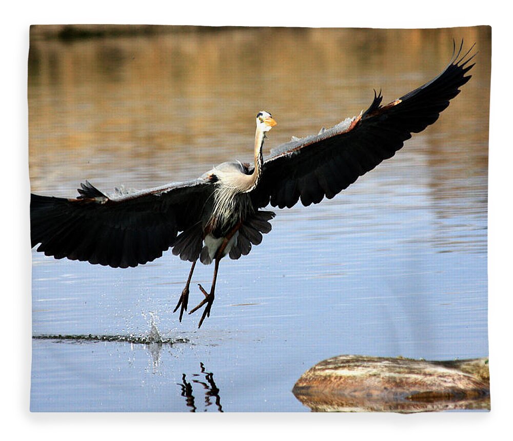 Great Blue Heron Fleece Blanket featuring the photograph A Perfect Landing by Shane Bechler