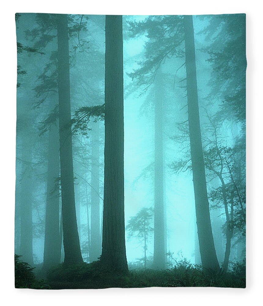 Redwoods Fleece Blanket featuring the photograph A Place Of Awe by Bob Christopher