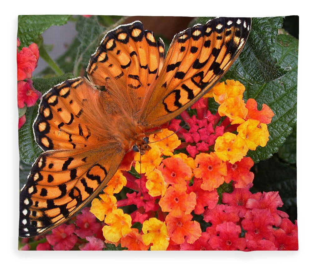 Butterfly Fleece Blanket featuring the photograph A Quick Snack by Shane Bechler