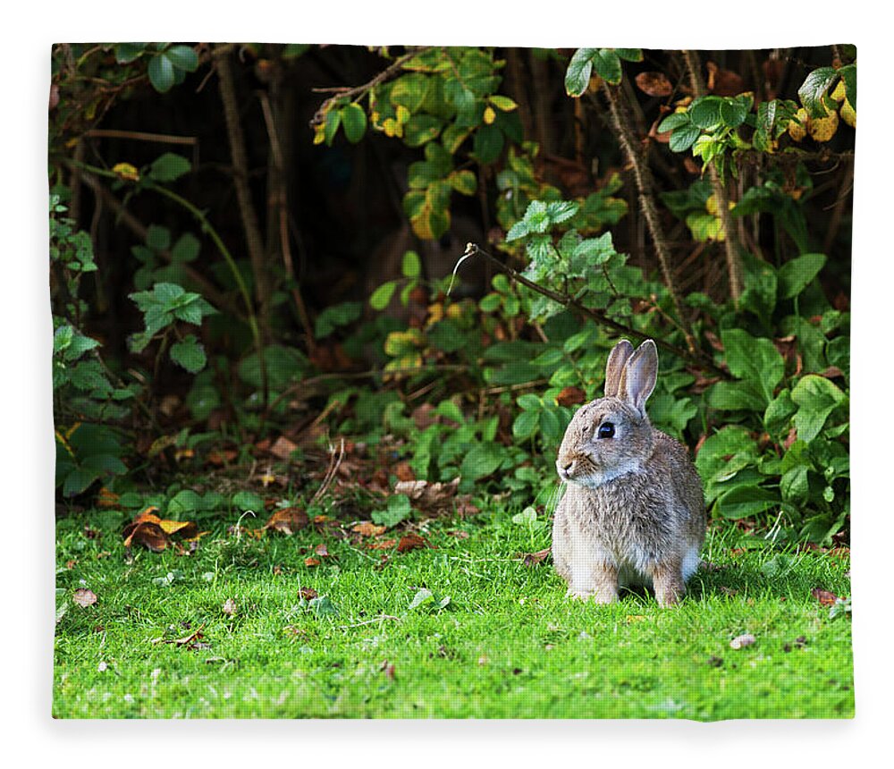 Grass Fleece Blanket featuring the photograph A Rabbit On The Grass by John Short / Design Pics