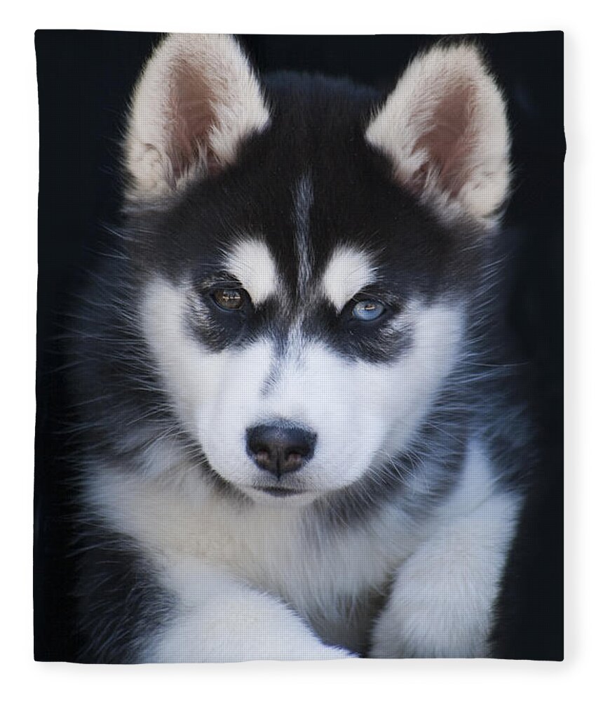 Siberian Fleece Blanket featuring the photograph Adorable Siberian Husky Sled Dog Puppy by Kathy Clark