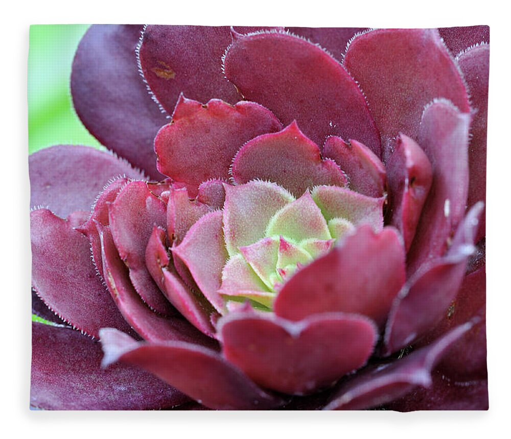 Single Flower Fleece Blanket featuring the photograph Aeonium by Aimintang