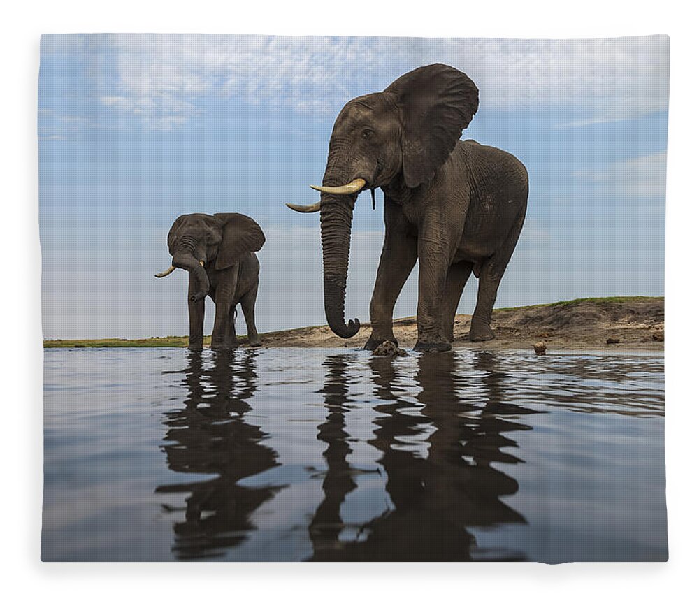 Vincent Grafhorst Fleece Blanket featuring the photograph African Elephant Bulls Along Chobe by Vincent Grafhorst