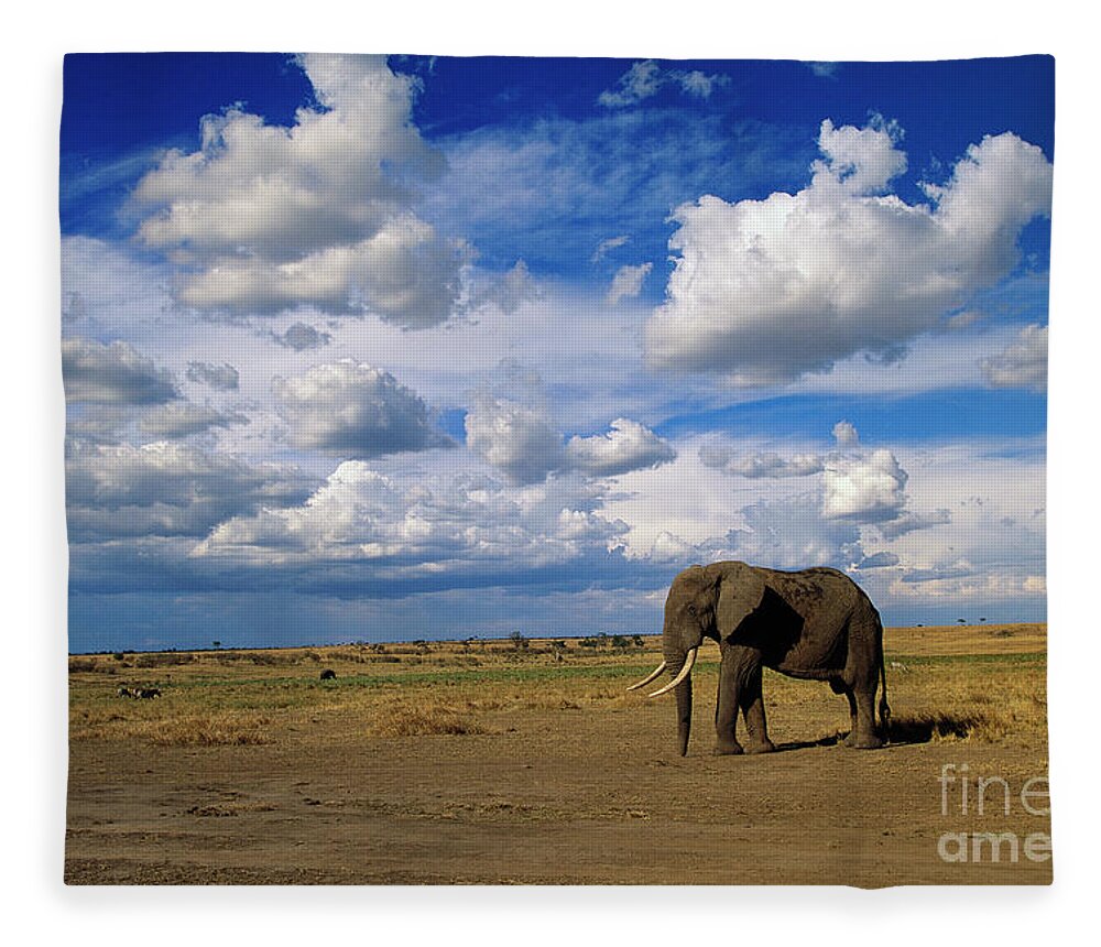 00344759 Fleece Blanket featuring the photograph African Elephant Walking in Masai Mara by Yva Momatiuk John Eastcott