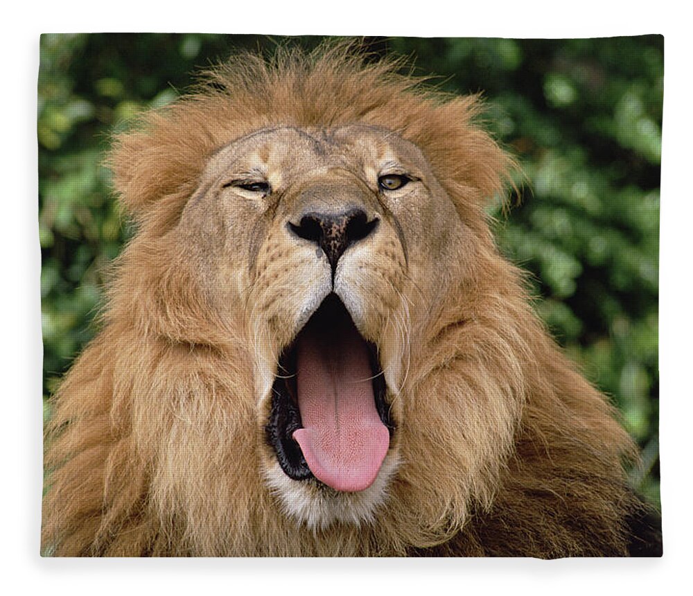 Feb0514 Fleece Blanket featuring the photograph African Lion Yawning by Gerry Ellis