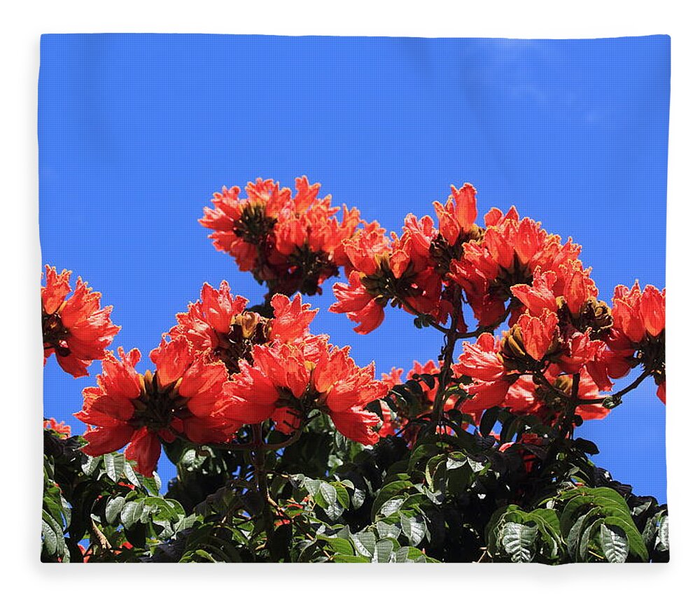 African Tulip Tree Fleece Blanket featuring the photograph African Tulip Tree by Shane Bechler