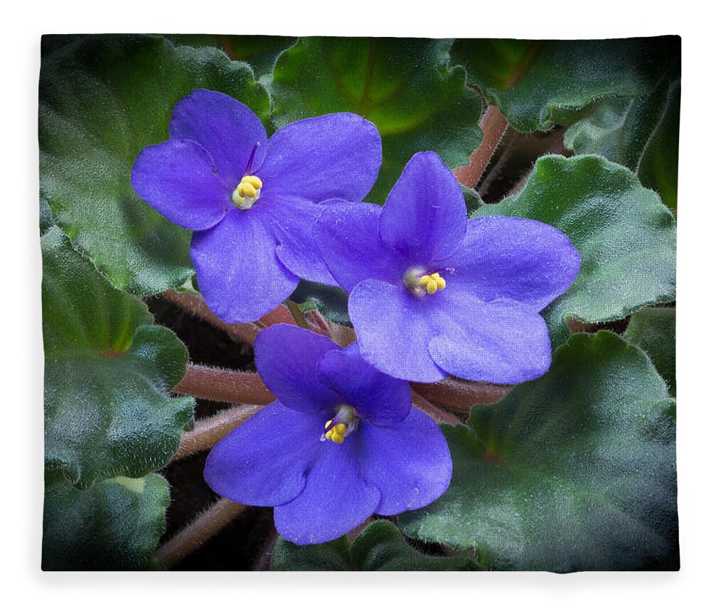 Digital Photograph Of An African Violet Plant Fleece Blanket featuring the photograph African Violet by Kenneth Cole