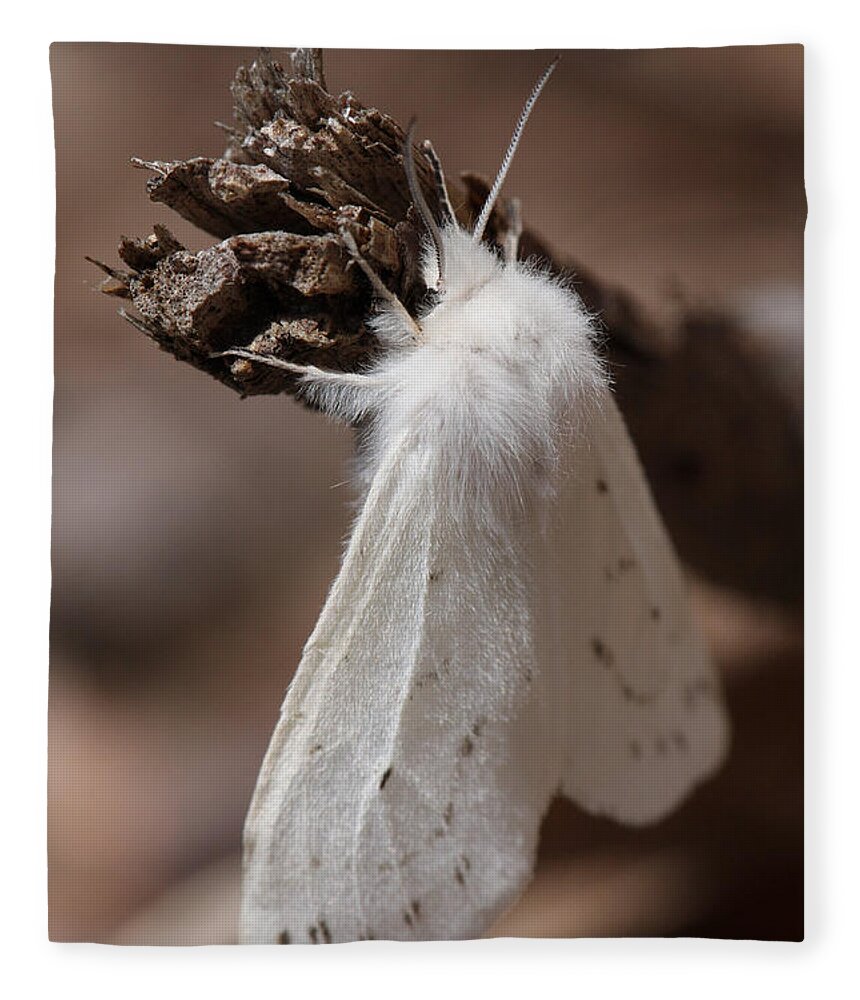 Agreeable Tiger Moth Fleece Blanket featuring the photograph Agreeable Tiger Moth by Daniel Reed