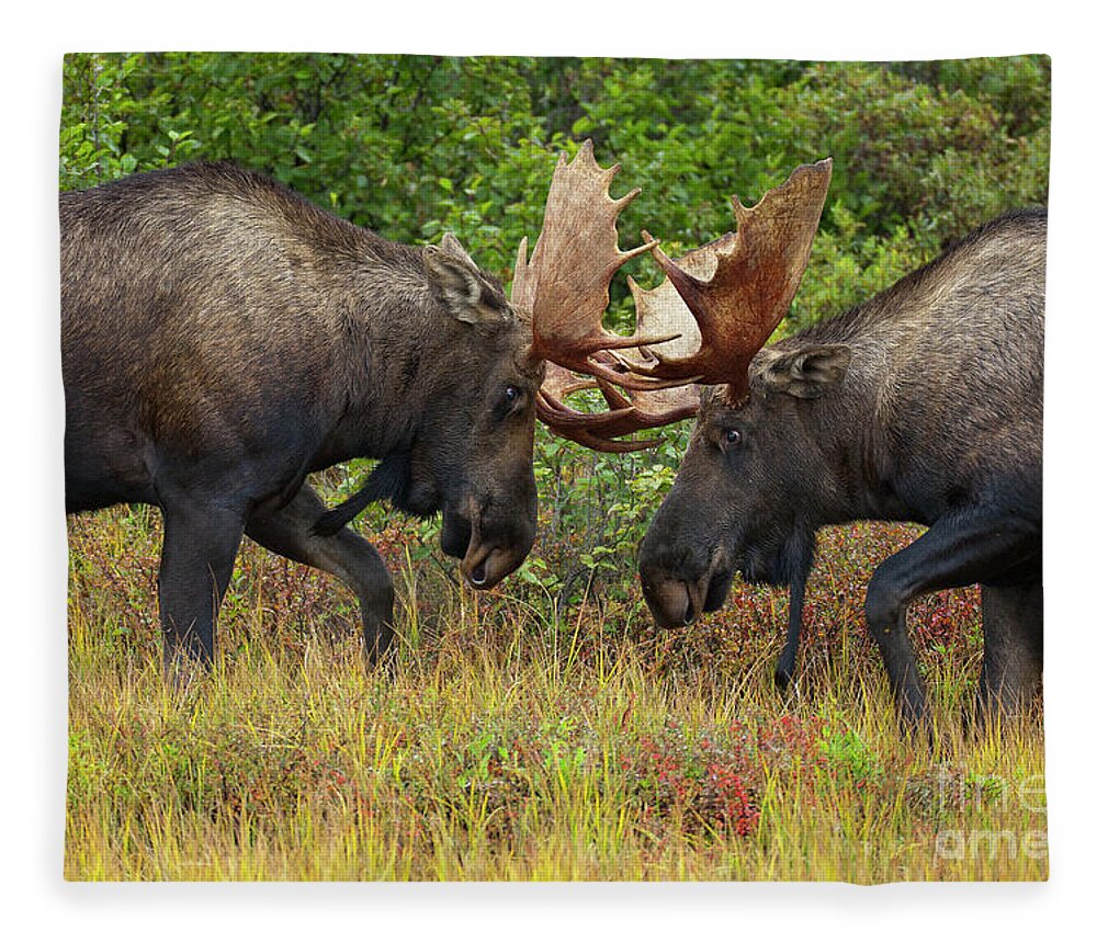 00427711 Fleece Blanket featuring the photograph Alaska Moose Bulls Sparring Denali N P by Yva Momatiuk John Eastcott