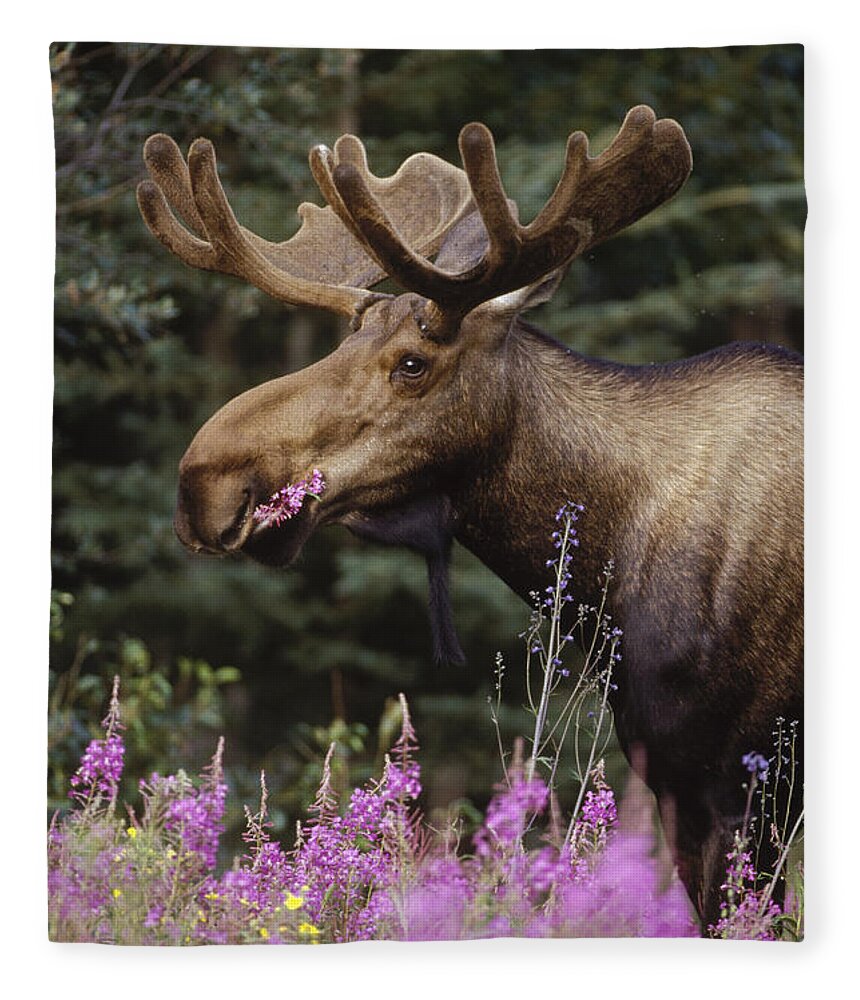 Feb0514 Fleece Blanket featuring the photograph Alaska Moose Feeding On Fireweed Alaska by Michael Quinton