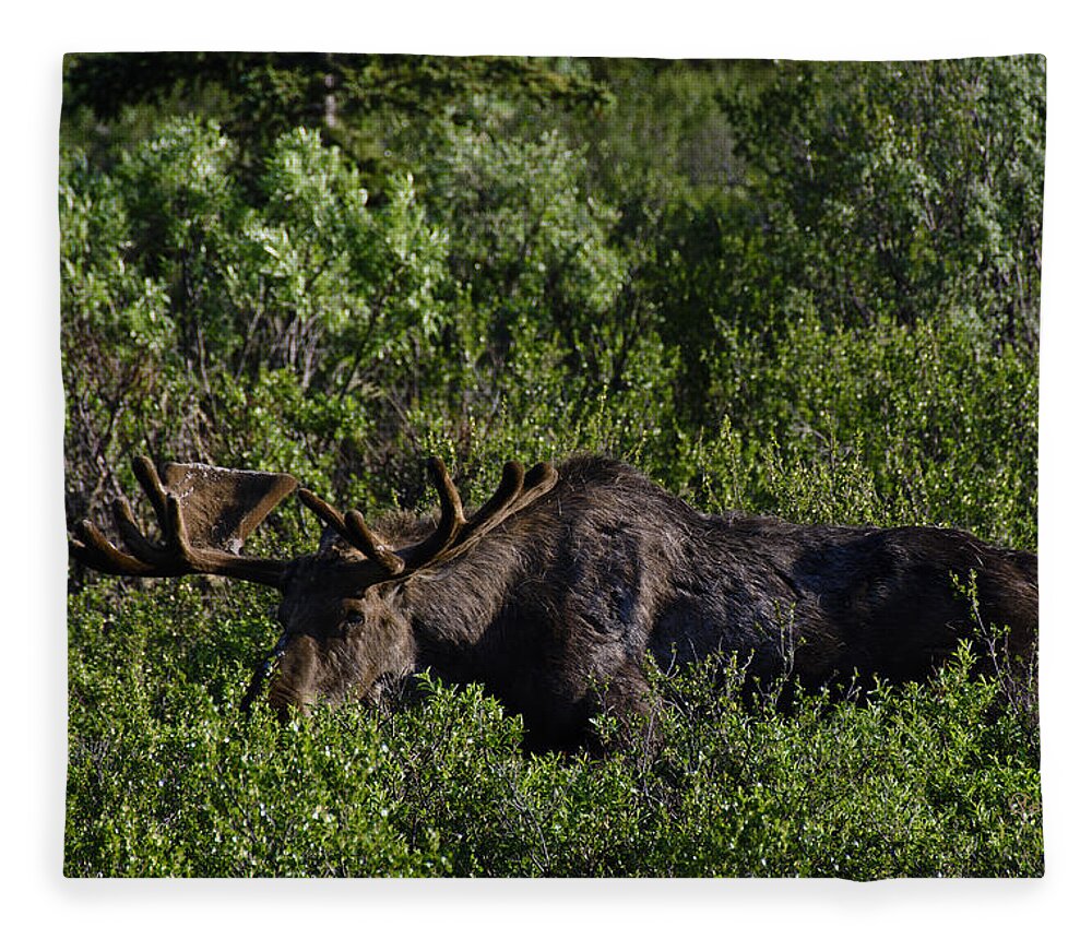 Penny Lisowski Fleece Blanket featuring the photograph Alaskan Moose II by Penny Lisowski