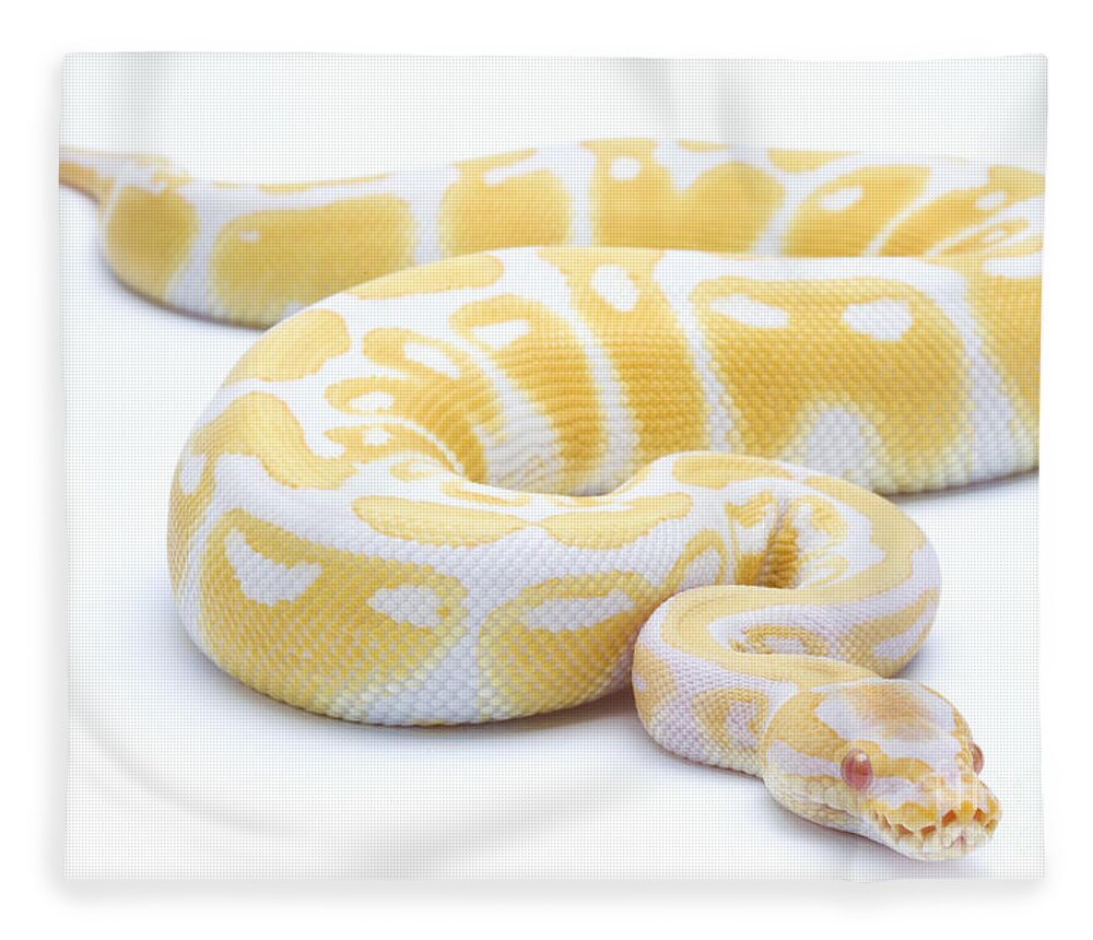 Royal Python Fleece Blanket featuring the photograph Albino Royal Python by Michel Gunther