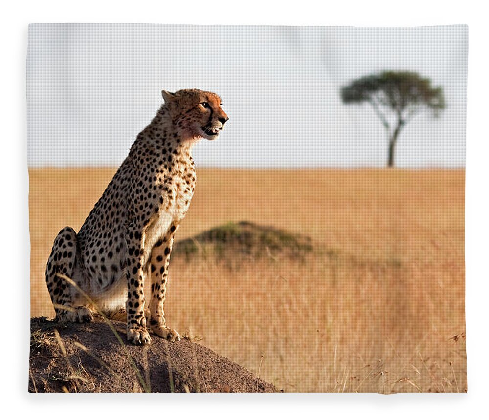 Scenics Fleece Blanket featuring the photograph Alert Cheetah by Wldavies