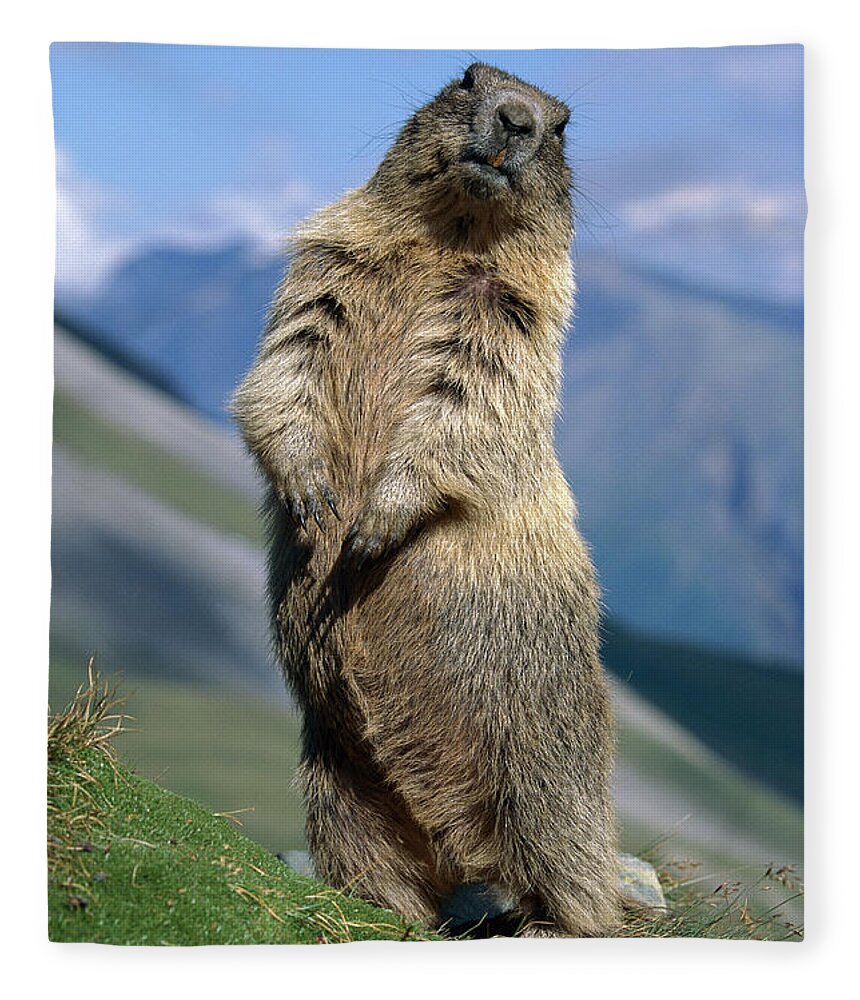 Alpine Marmot Sitting Up Fleece Blanket by Ingo Arndt - Animals and Earth -  Website
