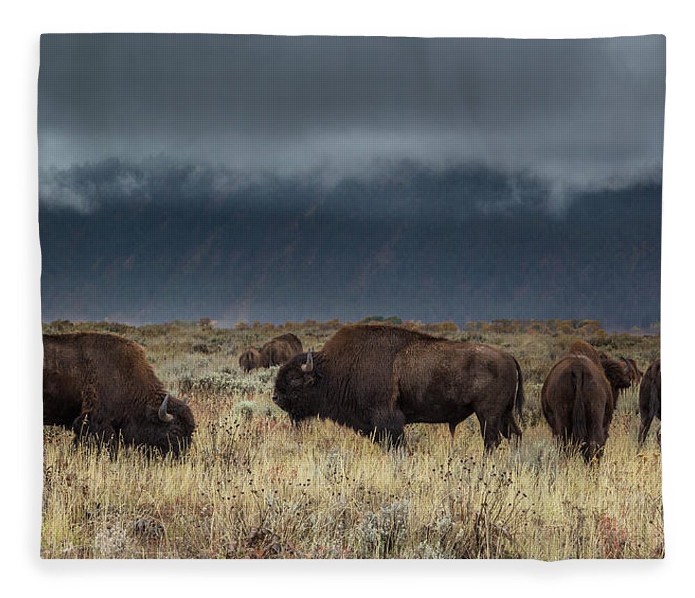 Bison Fleece Blanket featuring the photograph American Bison on the Prairie by Kathleen Bishop