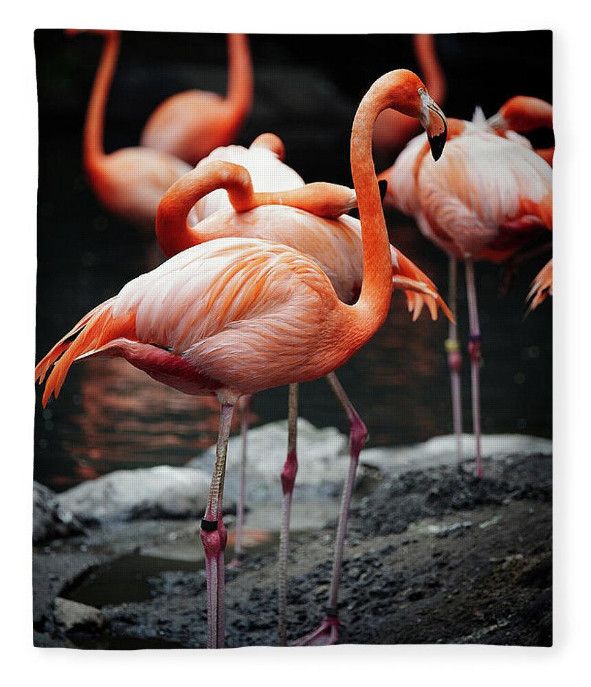 Animal Themes Fleece Blanket featuring the photograph American Flamingo by Nobythai