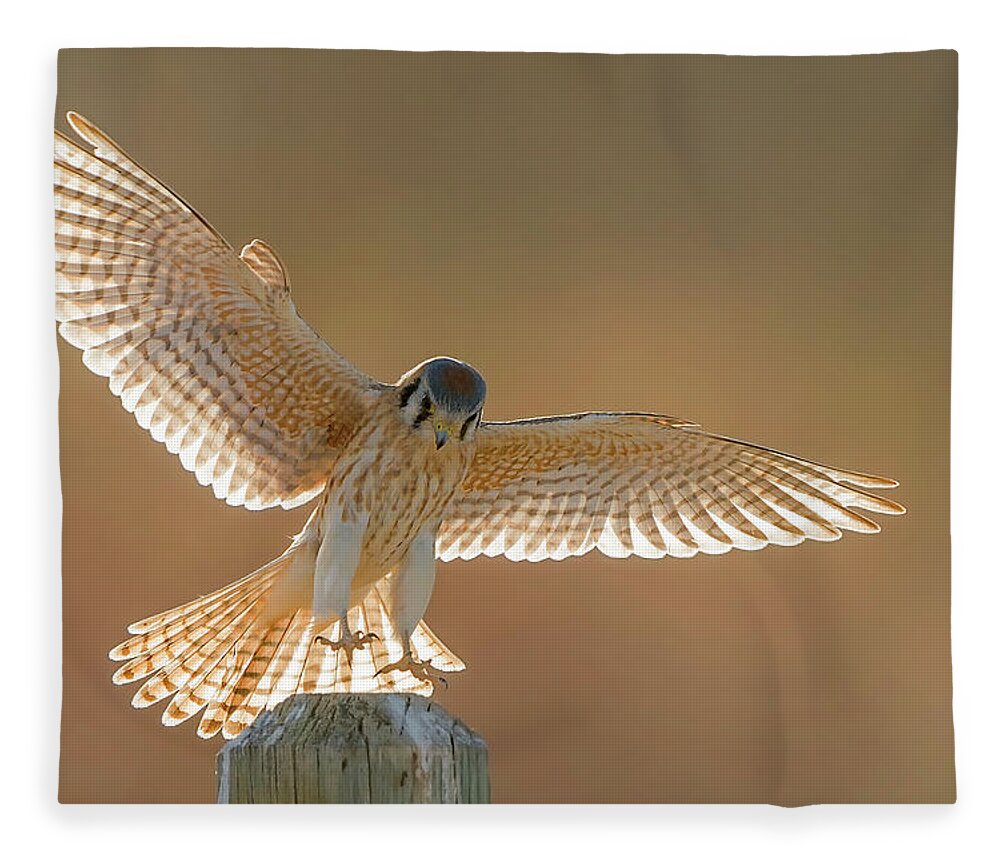 Wooden Post Fleece Blanket featuring the photograph American Kestrel In Flight by D Williams Photography