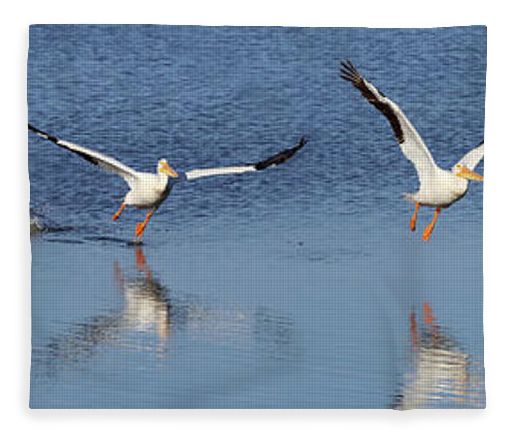 Taking Off Fleece Blanket featuring the photograph American White Pelican Taking Flight by Don Mccullough