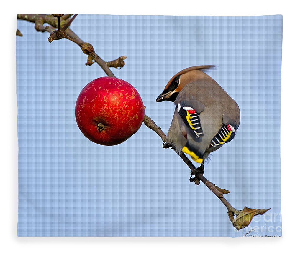 Waxwing Fleece Blanket featuring the photograph An apple a day... by Torbjorn Swenelius