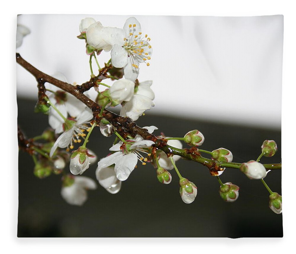 Apple Blossom Fleece Blanket featuring the photograph Apple Blossom Buds by Valerie Collins