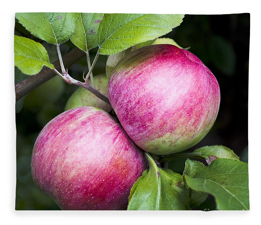 Apples Fleece Blanket featuring the photograph 2 Apples on Tree by Steven Ralser