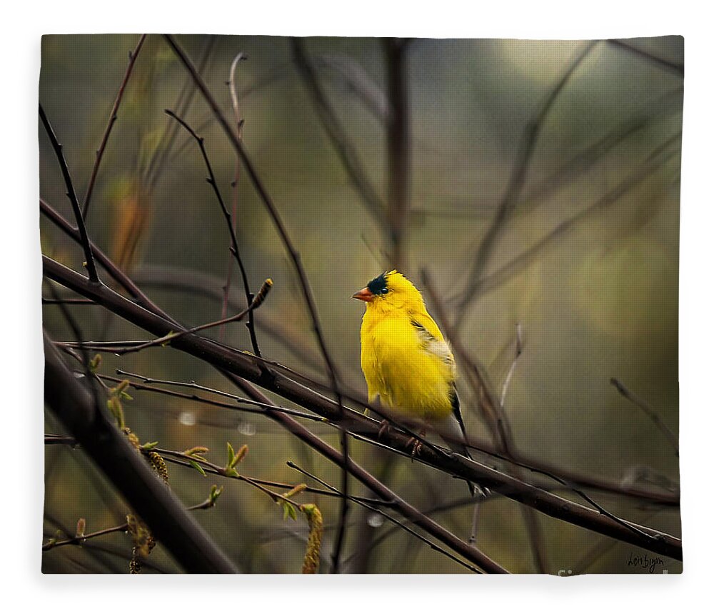 Bird Fleece Blanket featuring the photograph April Showers in Square Format by Lois Bryan