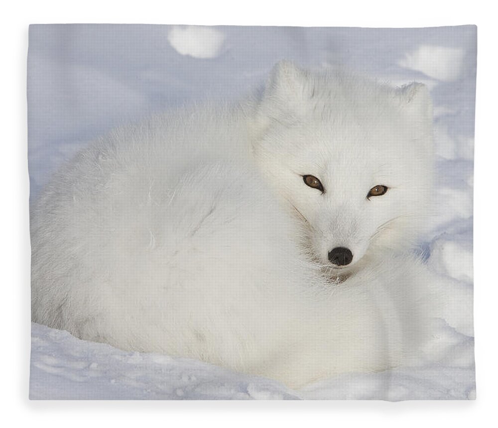 Feb0514 Fleece Blanket featuring the photograph Arctic Fox Resting Churchill Canada by Matthias Breiter