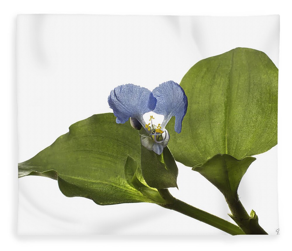 Flower Fleece Blanket featuring the photograph Asiatic Day Flower by Endre Balogh
