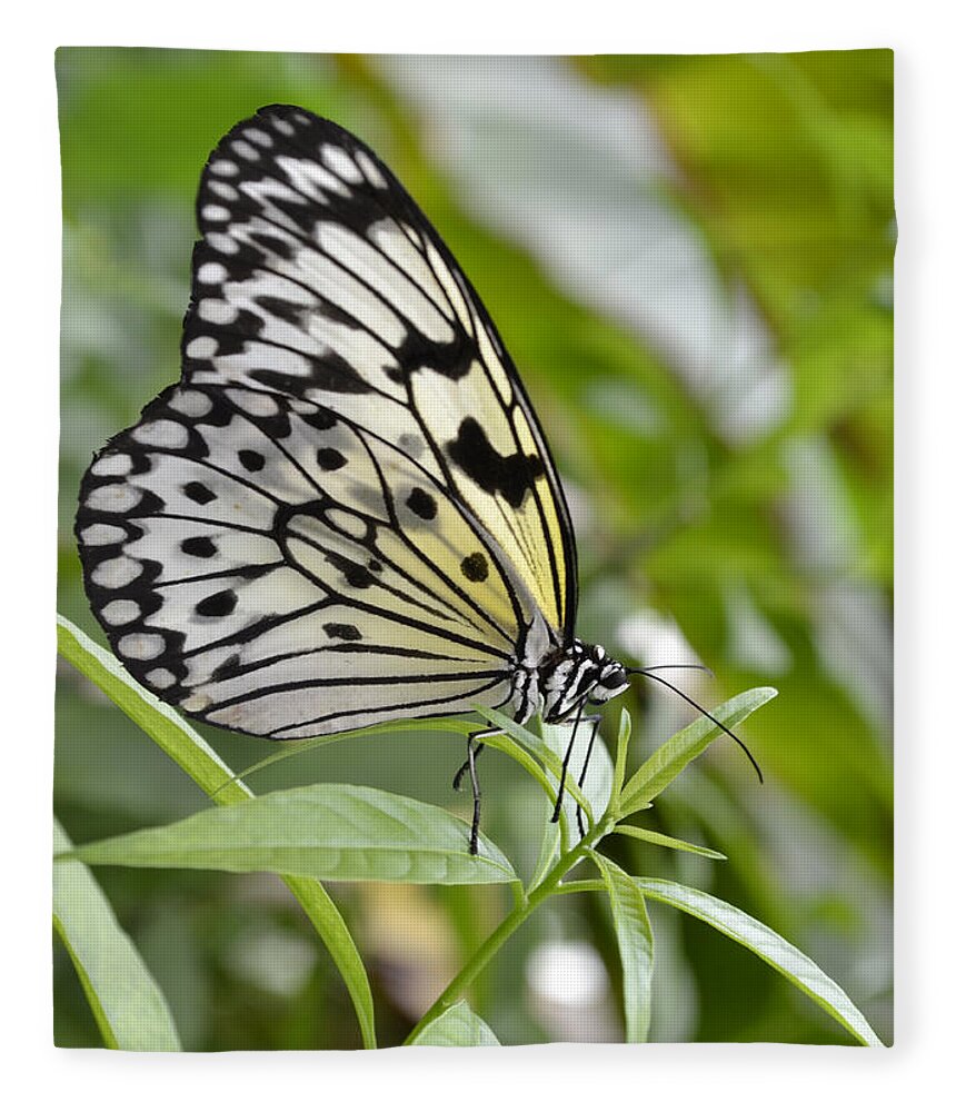 Rice-paper Butterfly Fleece Blanket featuring the photograph At rest by Spikey Mouse Photography