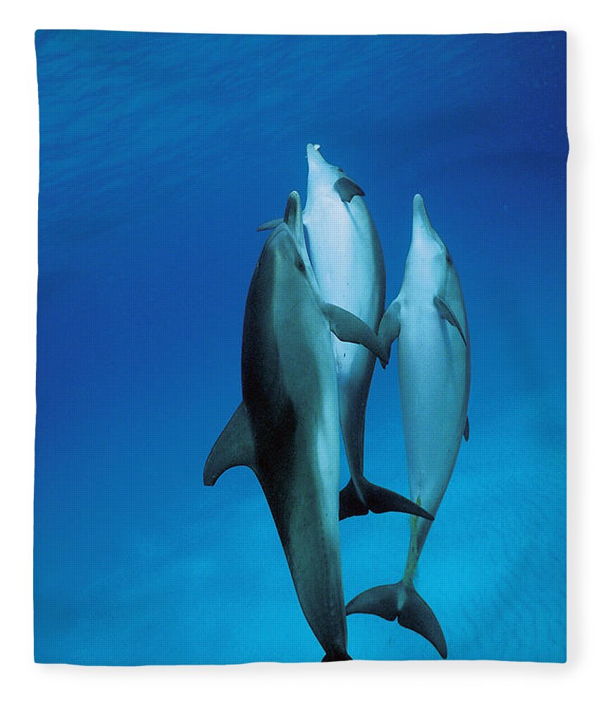 Feb0514 Fleece Blanket featuring the photograph Atlantic Spotted Dolphin Juveniles by Hiroya Minakuchi