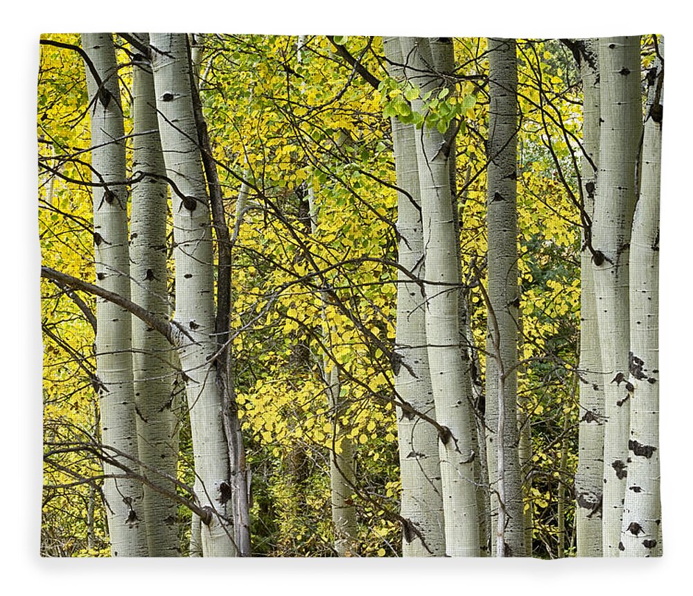 Autumn Fleece Blanket featuring the photograph Autumn Aspen Tree Trunks In Their Glory by James BO Insogna