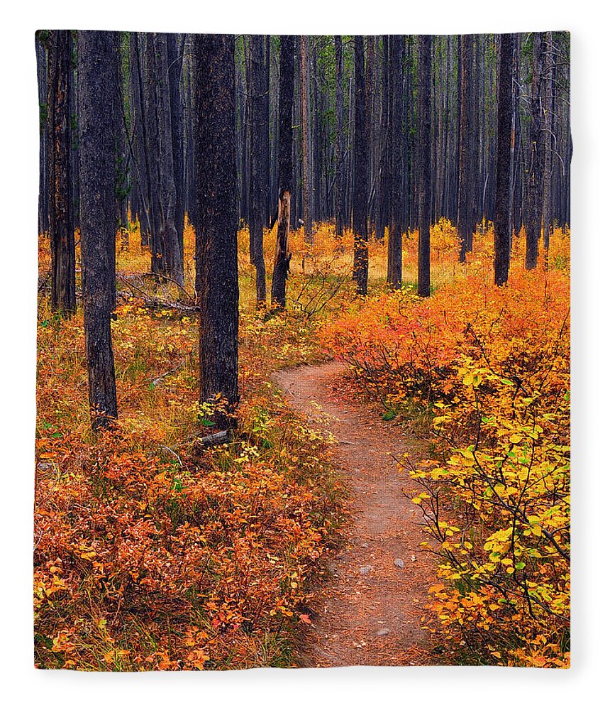 Yellowstone Fleece Blanket featuring the photograph Autumn in Yellowstone by Raymond Salani III