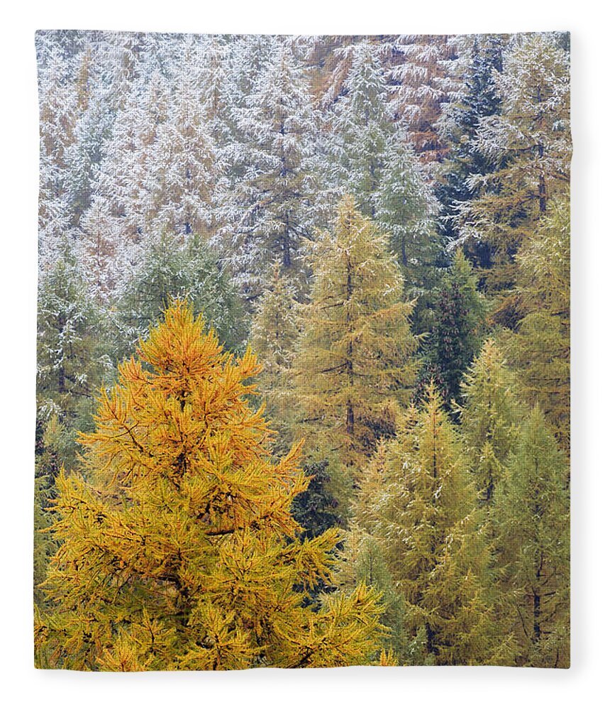 Heike Odermatt Fleece Blanket featuring the photograph Autumn Larch Forest, Alps Switzerland by Heike Odermatt