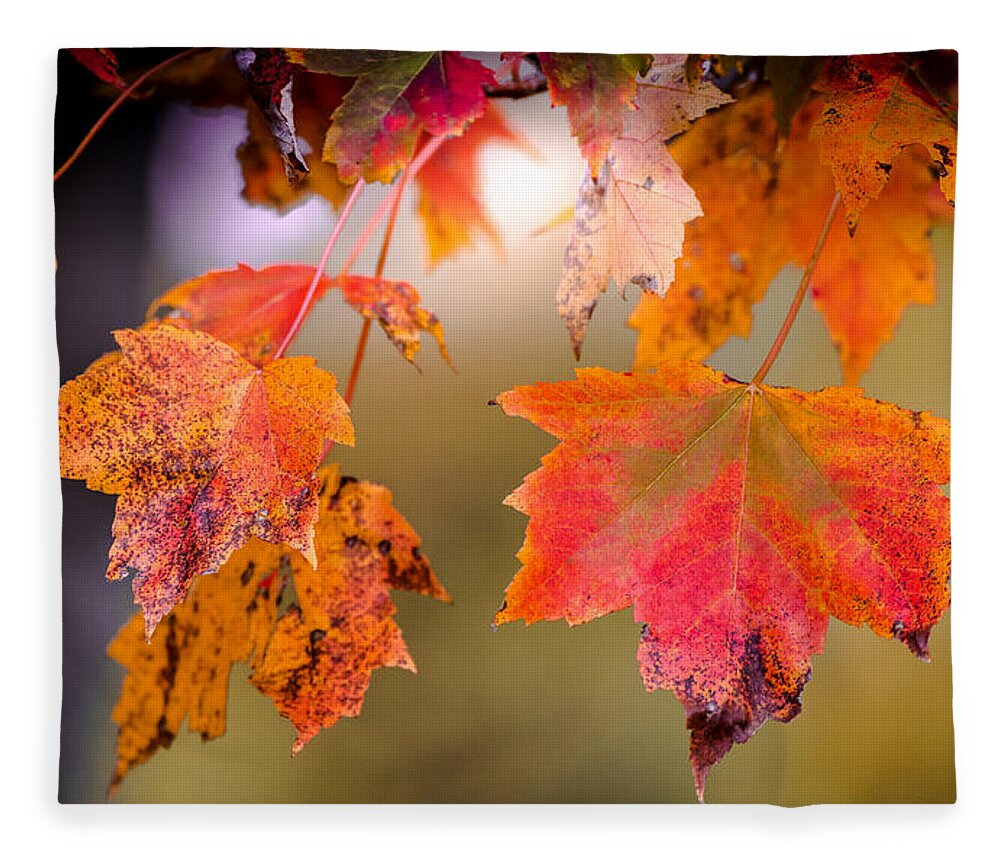 Maple Fleece Blanket featuring the photograph Autumn Maple by Patrick Wolf