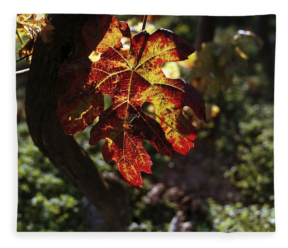 Leaf Fleece Blanket featuring the photograph Autumnal Grapevine by Riccardo Mottola