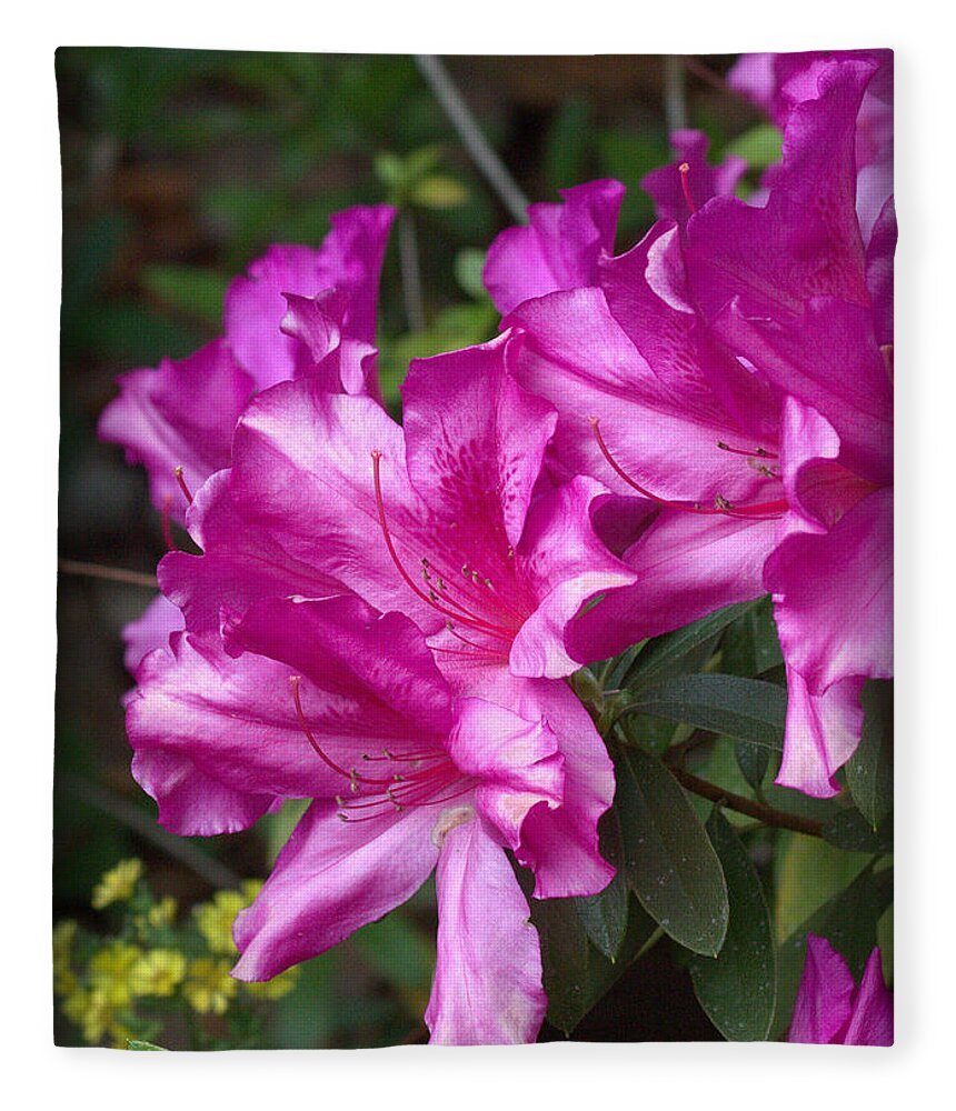 Azalea Fleece Blanket featuring the photograph Azaleas by Farol Tomson