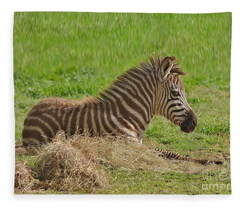 Zebra Fleece Blanket featuring the photograph Baby Zebra Resting by Kathy Baccari