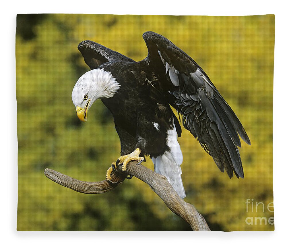 North America Wildlife Fleece Blanket featuring the photograph Bald Eagle in Perch Wildlife Rescue by Dave Welling