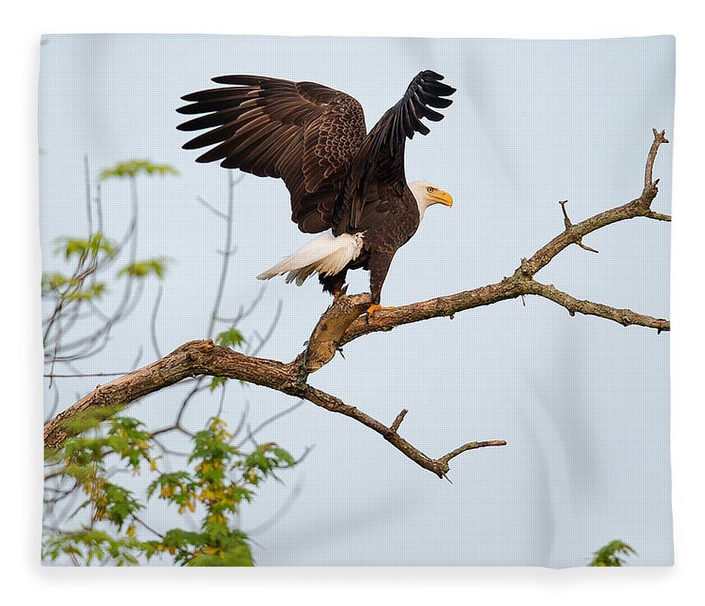 Bald Eagle Fleece Blanket featuring the photograph Bald Eagle with fish by Everet Regal