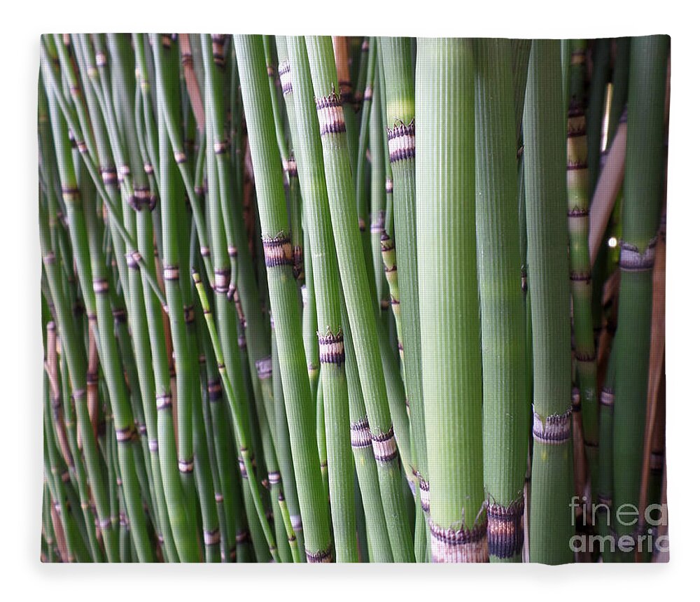Bamboo Fleece Blanket featuring the photograph Bamboo by HEVi FineArt